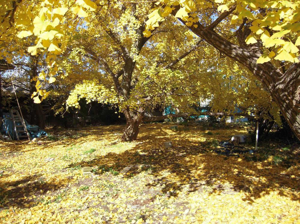 祖父江銀杏 011.jpg